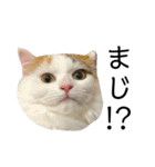 猫のコムギスタンプ（個別スタンプ：7）