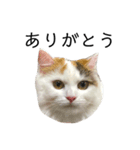 猫のコムギスタンプ（個別スタンプ：8）