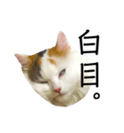 猫のコムギスタンプ（個別スタンプ：9）