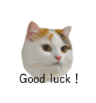 猫のコムギスタンプ（個別スタンプ：10）