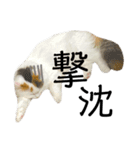 猫のコムギスタンプ（個別スタンプ：12）