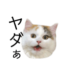 猫のコムギスタンプ（個別スタンプ：13）