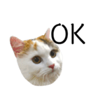 猫のコムギスタンプ（個別スタンプ：14）