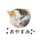 猫のコムギスタンプ（個別スタンプ：15）