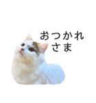 猫のコムギスタンプ（個別スタンプ：16）