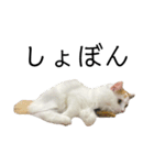 猫のコムギスタンプ（個別スタンプ：17）