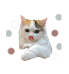 猫のコムギスタンプ（個別スタンプ：18）