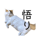 猫のコムギスタンプ（個別スタンプ：19）