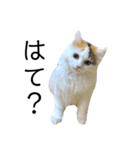 猫のコムギスタンプ（個別スタンプ：20）