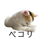 猫のコムギスタンプ（個別スタンプ：21）