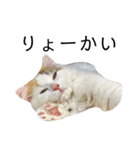 猫のコムギスタンプ（個別スタンプ：22）