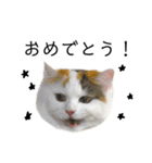 猫のコムギスタンプ（個別スタンプ：23）