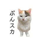 猫のコムギスタンプ（個別スタンプ：24）