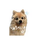 ポメラニアンのまめ吉くん（個別スタンプ：1）