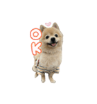 ポメラニアンのまめ吉くん（個別スタンプ：2）