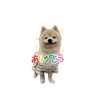 ポメラニアンのまめ吉くん（個別スタンプ：3）
