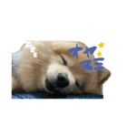 ポメラニアンのまめ吉くん（個別スタンプ：4）