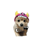 ポメラニアンのまめ吉くん（個別スタンプ：5）