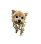 ポメラニアンのまめ吉くん（個別スタンプ：7）