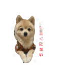 ポメラニアンのまめ吉くん（個別スタンプ：11）