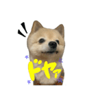ポメラニアンのまめ吉くん（個別スタンプ：12）