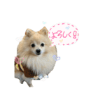 ポメラニアンのまめ吉くん（個別スタンプ：13）