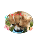 ポメラニアンのまめ吉くん（個別スタンプ：21）