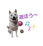 えいとさんといつも一緒スタンプ（個別スタンプ：12）