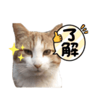 みんな大好き癒し猫3（個別スタンプ：12）