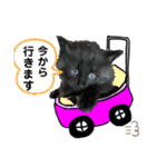 みんな大好き癒し猫3（個別スタンプ：22）