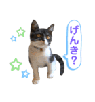我が家のハチワレ⁉︎君【日常使い】編（個別スタンプ：6）
