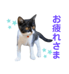 我が家のハチワレ⁉︎君【日常使い】編（個別スタンプ：7）