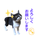 我が家のハチワレ⁉︎君【日常使い】編（個別スタンプ：8）