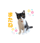我が家のハチワレ⁉︎君【日常使い】編（個別スタンプ：9）
