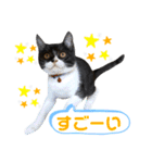我が家のハチワレ⁉︎君【日常使い】編（個別スタンプ：10）