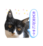 我が家のハチワレ⁉︎君【日常使い】編（個別スタンプ：14）