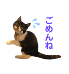我が家のハチワレ⁉︎君【日常使い】編（個別スタンプ：15）