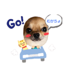 犬のチワワだよ（個別スタンプ：7）