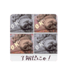 にゃん⭐︎スタドル（個別スタンプ：6）