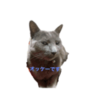 猫 灰色（個別スタンプ：4）
