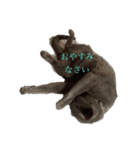 猫 灰色（個別スタンプ：5）
