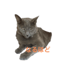 猫 灰色（個別スタンプ：7）