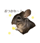 チンチラのぽんちゃん（個別スタンプ：14）