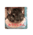チンチラのぽんちゃん（個別スタンプ：15）