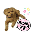 ポコすたんぷ#10（個別スタンプ：5）