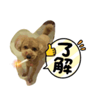 ポコすたんぷ#10（個別スタンプ：7）