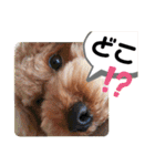 ポコすたんぷ#10（個別スタンプ：13）