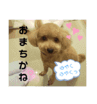 ポコすたんぷ#10（個別スタンプ：19）