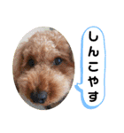 ポコすたんぷ#10（個別スタンプ：21）