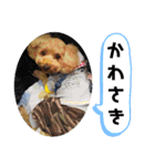 ポコすたんぷ#10（個別スタンプ：22）